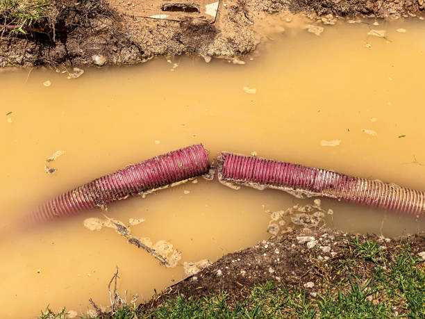 Best Flood damage cleanup  in Carson City, NV